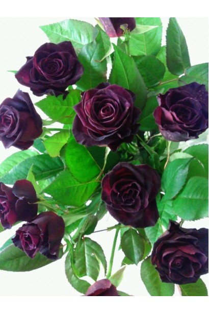 Rosa Black Queen – изящная роза глубокого бордового цвета.